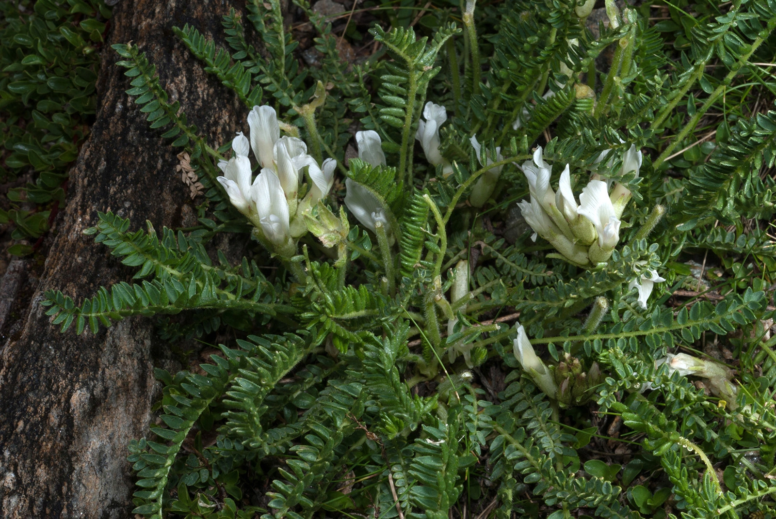 Photo Maurizio Broglio - Oxytropis fetida